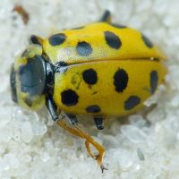 Hippodamia tredecimpunctata