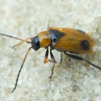 Phyllobrotica elegans