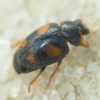 Scymnus frontalis