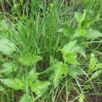 Urtica dioica