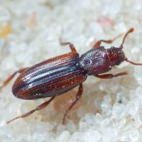Bothrideres bipunctatus