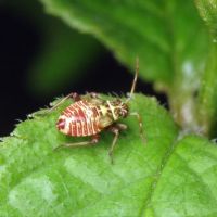 Rhabdomiris striatellus