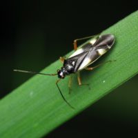 Dryophilocoris flavoquadrimaculatus