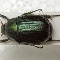 Anomala dubia