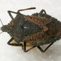 Mustha spinosula