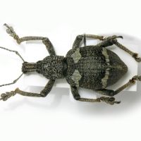 Rhinoscapha