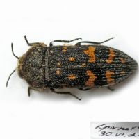 Acmaeoderella flavofasciata flavofasciata