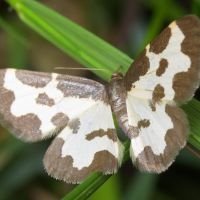 Lomaspilis marginata