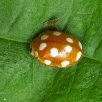 Vibidia duodecimguttata