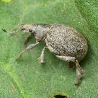 Attactagenus albinus