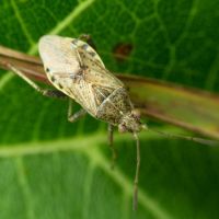 Stictopleurus punctatonervosus