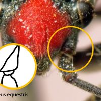Lygaeus equestris