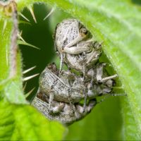 Attactagenus albinus