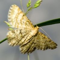 Heliomata glarearia