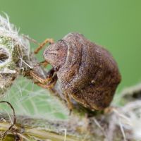 Psacasta (Cryptodontus) neglecta