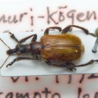 Aderorhinus crioceroides