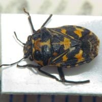 Stenozygum coloratum