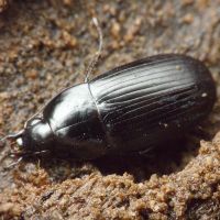 Oodes helopioides