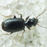 Syntomus truncatellus