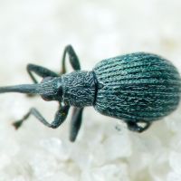 Hemitrichapion pavidum