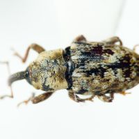 Cosmobaris discolor