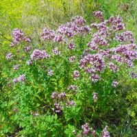 Origanum vulgare