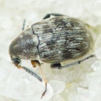 Bruchidius pusillus