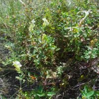 Scutellaria creticola