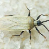 Catoplatus nigriceps