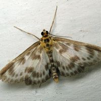 Eurrhypara hortulata