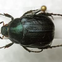 Anomala dubia