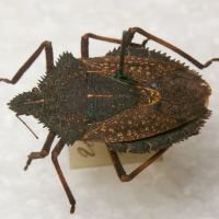 Mustha spinosula