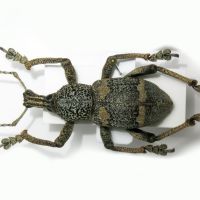 Rhinoscapha