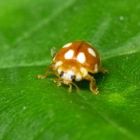 Vibidia duodecimguttata