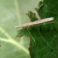 Neides tipularius