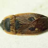 Graptopeltus lynceus