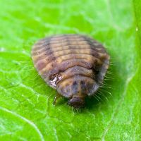 Platynaspis luteorubra