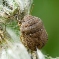 Psacasta (Cryptodontus) neglecta