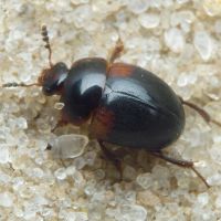 Anisotoma humeralis