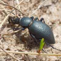 Tentyria nomas