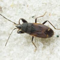 Eremocoris plebejus