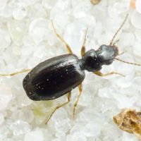 Syntomus pallipes