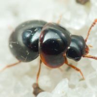 Agathidium marginatum
