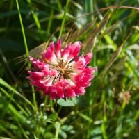 Amoria hybrida