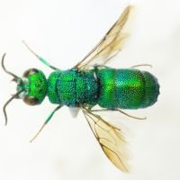 Chrysididae