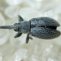 Squamapion oblivium