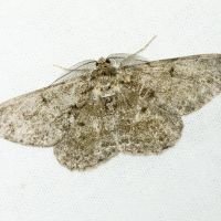 Peribatodes rhomboidaria