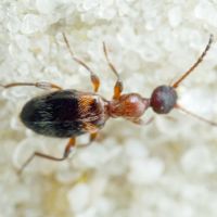 Anthelephila pedestris