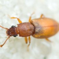 Monotoma picipes