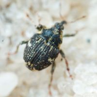 Nedyus quadrimaculatus